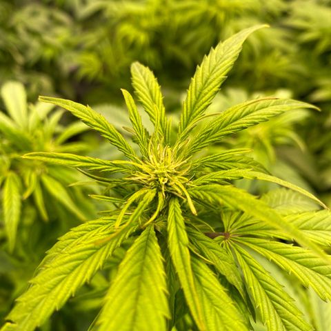 Auto Think Different growlog photo: Per-Flower beginn 