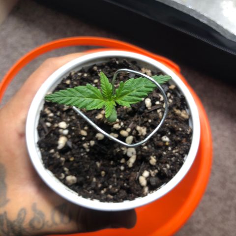 Pilot Noir  growlog timeline photo