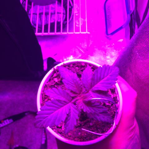 Pilot Noir  growlog timeline photo
