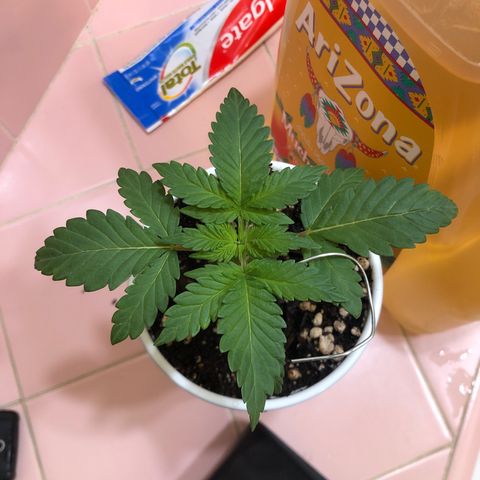 Pilot Noir  growlog photo: Week 1 of VEG