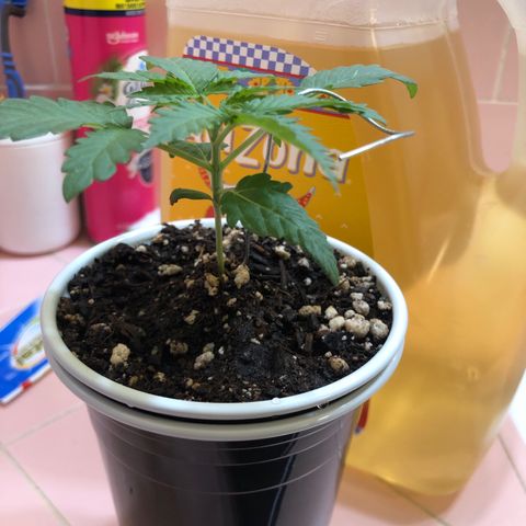 Pilot Noir  growlog timeline photo