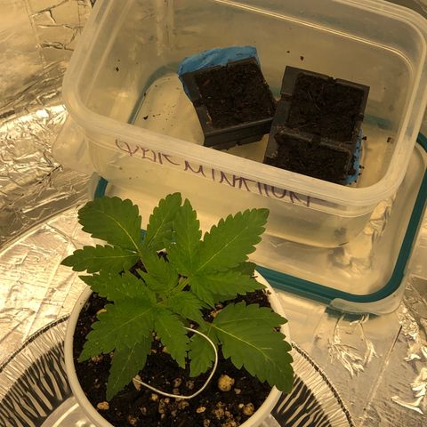 Pilot Noir  growlog timeline photo