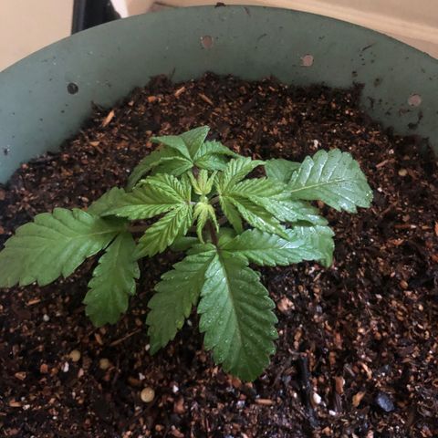 Pilot Noir  growlog photo: Topped new soil