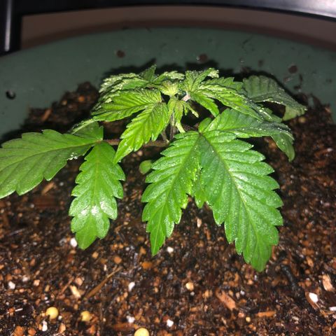 Pilot Noir  growlog timeline photo