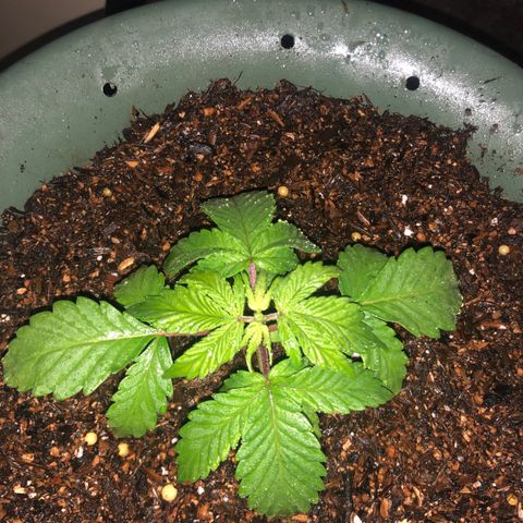 Pilot Noir  growlog timeline photo