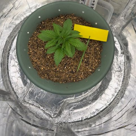 Pilot Noir  growlog timeline photo
