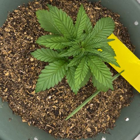 Pilot Noir  growlog timeline photo