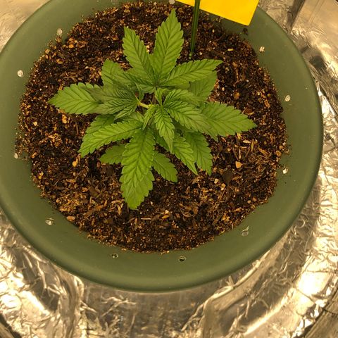 Pilot Noir  growlog timeline photo