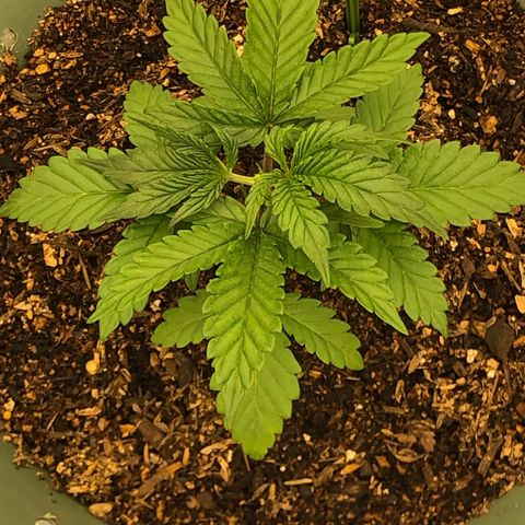 Pilot Noir  growlog timeline photo