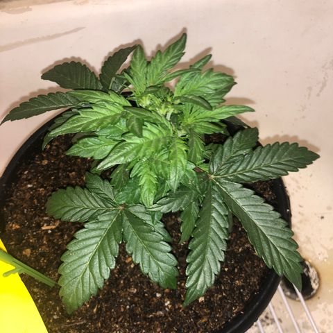 Pilot Noir  growlog timeline photo