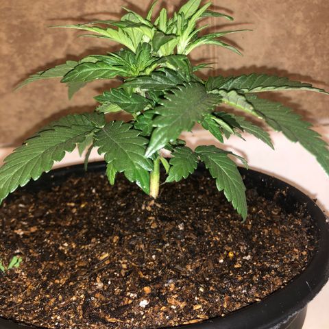 Pilot Noir  growlog photo: WEEK 3 of VEG
