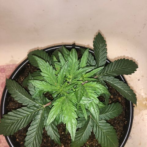 Pilot Noir  growlog timeline photo