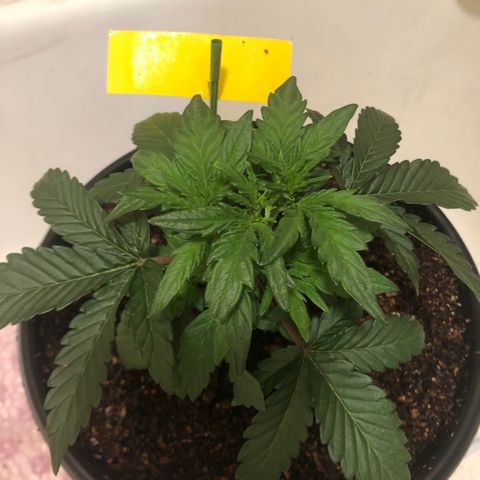 Pilot Noir  growlog timeline photo