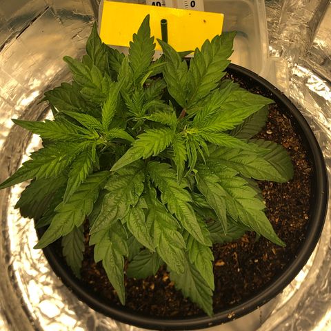 Pilot Noir  growlog photo: Week 3 of VEG