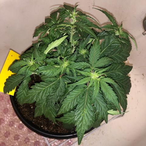 Pilot Noir  growlog timeline photo