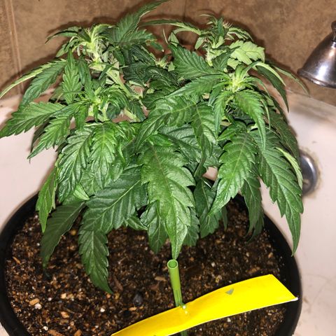 Pilot Noir  growlog timeline photo