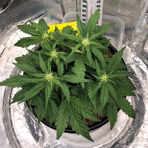 Pilot Noir  growlog timeline photo