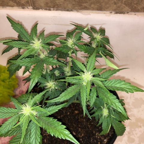 Pilot Noir  growlog photo: Loli poped and watered with pHed water of 6.5 