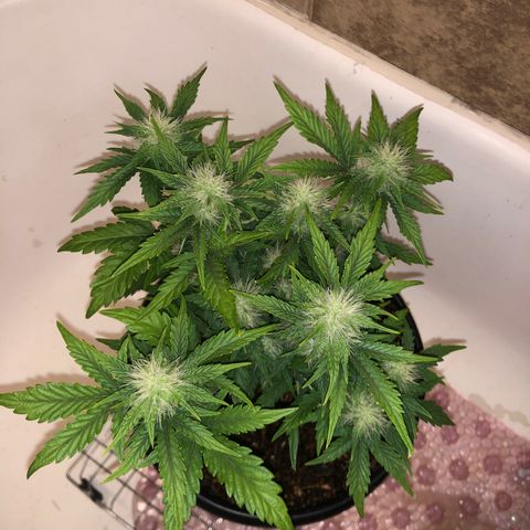 Pilot Noir  growlog photo: Week 2 of PRE FLOWER 