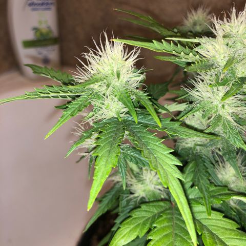 Pilot Noir  growlog timeline photo