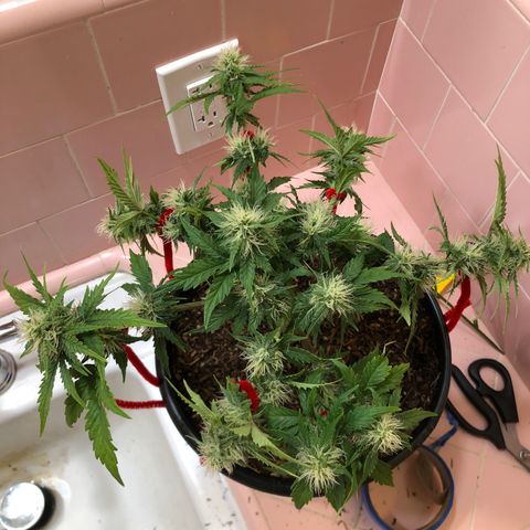 Pilot Noir  growlog photo: Low stress trained 