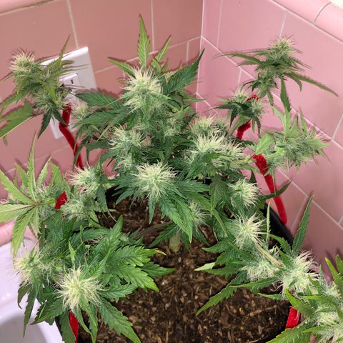 Pilot Noir  growlog photo: Week 2 of PRE FLOWER 