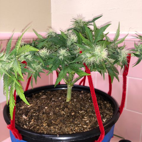 Pilot Noir  growlog timeline photo
