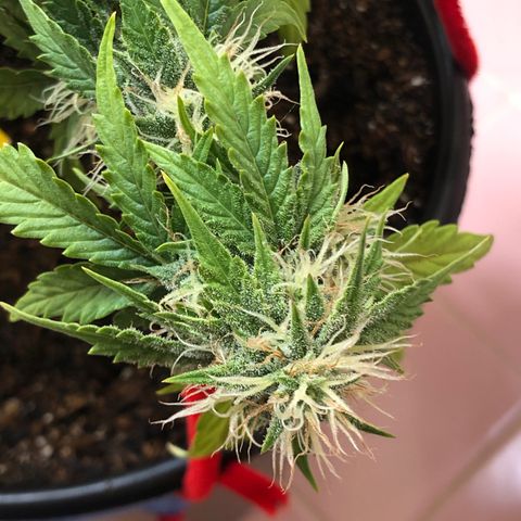 Pilot Noir  growlog timeline photo
