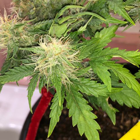 Pilot Noir  growlog timeline photo