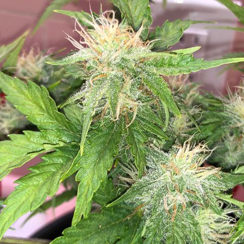 Pilot Noir  growlog timeline photo