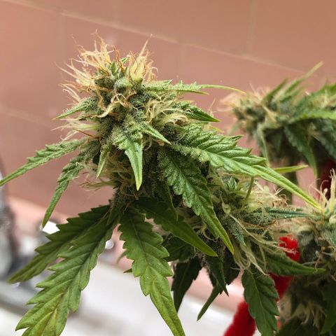 Pilot Noir  growlog timeline photo