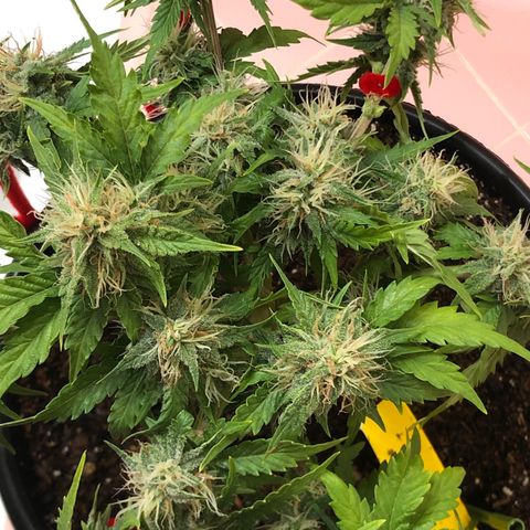 Pilot Noir  growlog timeline photo