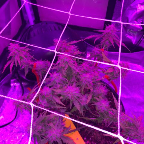 Pilot Noir  growlog photo: Week 3 of FLOWER 