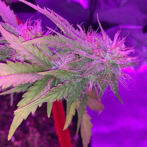 Pilot Noir  growlog timeline photo