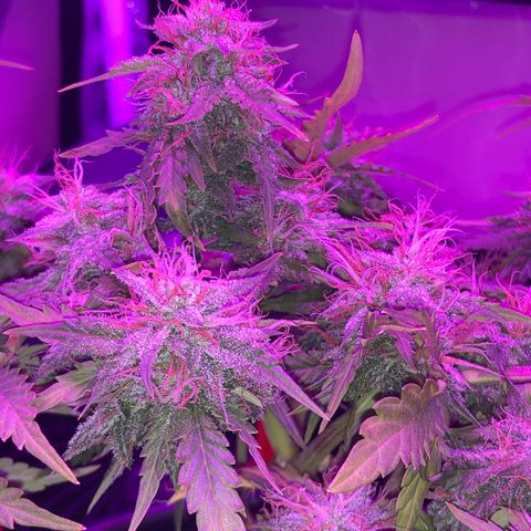 Pilot Noir  growlog timeline photo