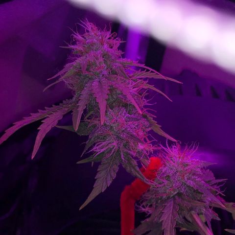 Pilot Noir  growlog timeline photo