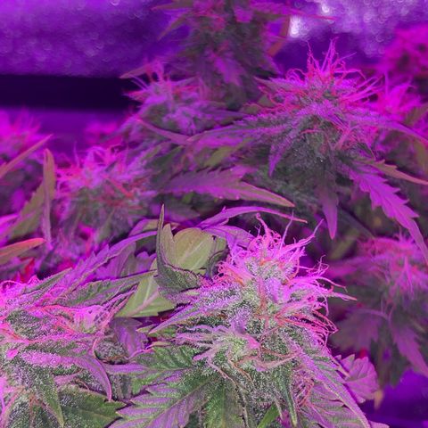 Pilot Noir  growlog timeline photo