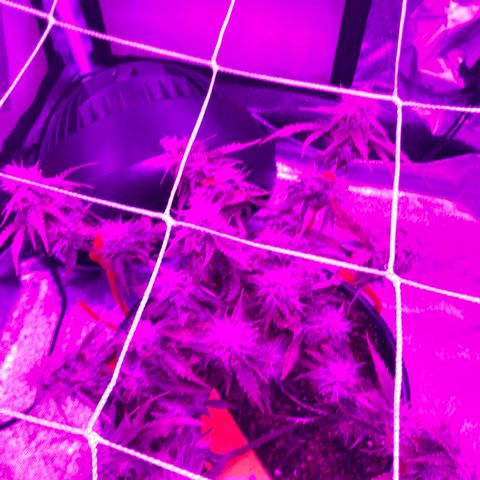Pilot Noir  growlog timeline photo