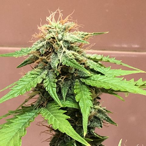 Pilot Noir  growlog timeline photo