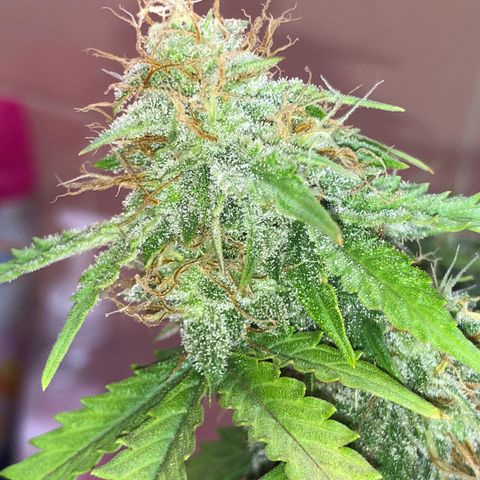 Pilot Noir  growlog timeline photo