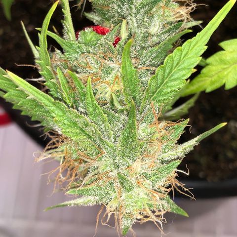 Pilot Noir  growlog timeline photo