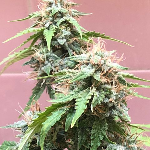 Pilot Noir  growlog photo: Week 3 of flower 