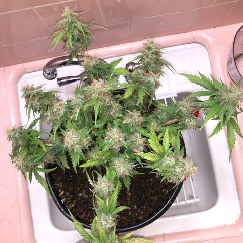 Pilot Noir  growlog timeline photo