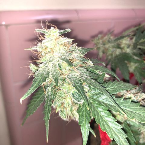 Pilot Noir  growlog photo: Week 7 FLOWER FLUSH