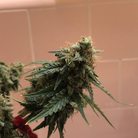 Pilot Noir  growlog timeline photo