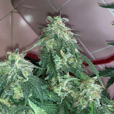 Pilot Noir  growlog timeline photo