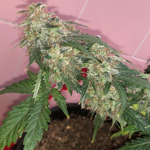 Pilot Noir  growlog timeline photo