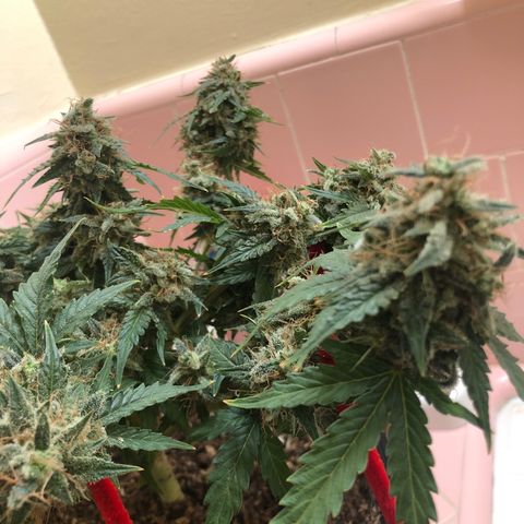 Pilot Noir  growlog timeline photo