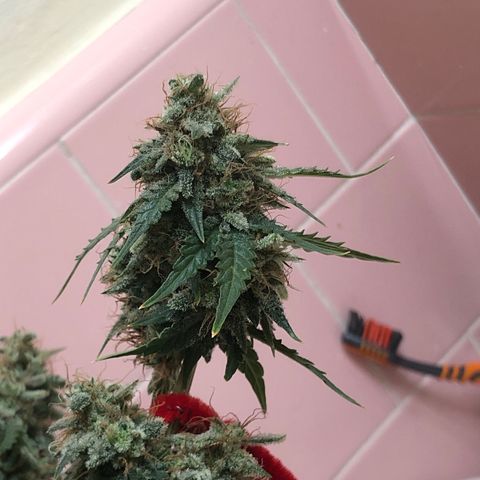 Pilot Noir  growlog timeline photo
