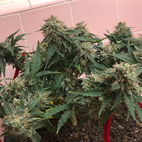 Pilot Noir  growlog timeline photo